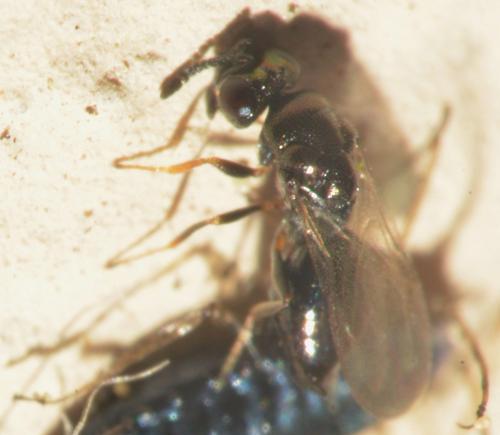 Hyperimerus pusillus